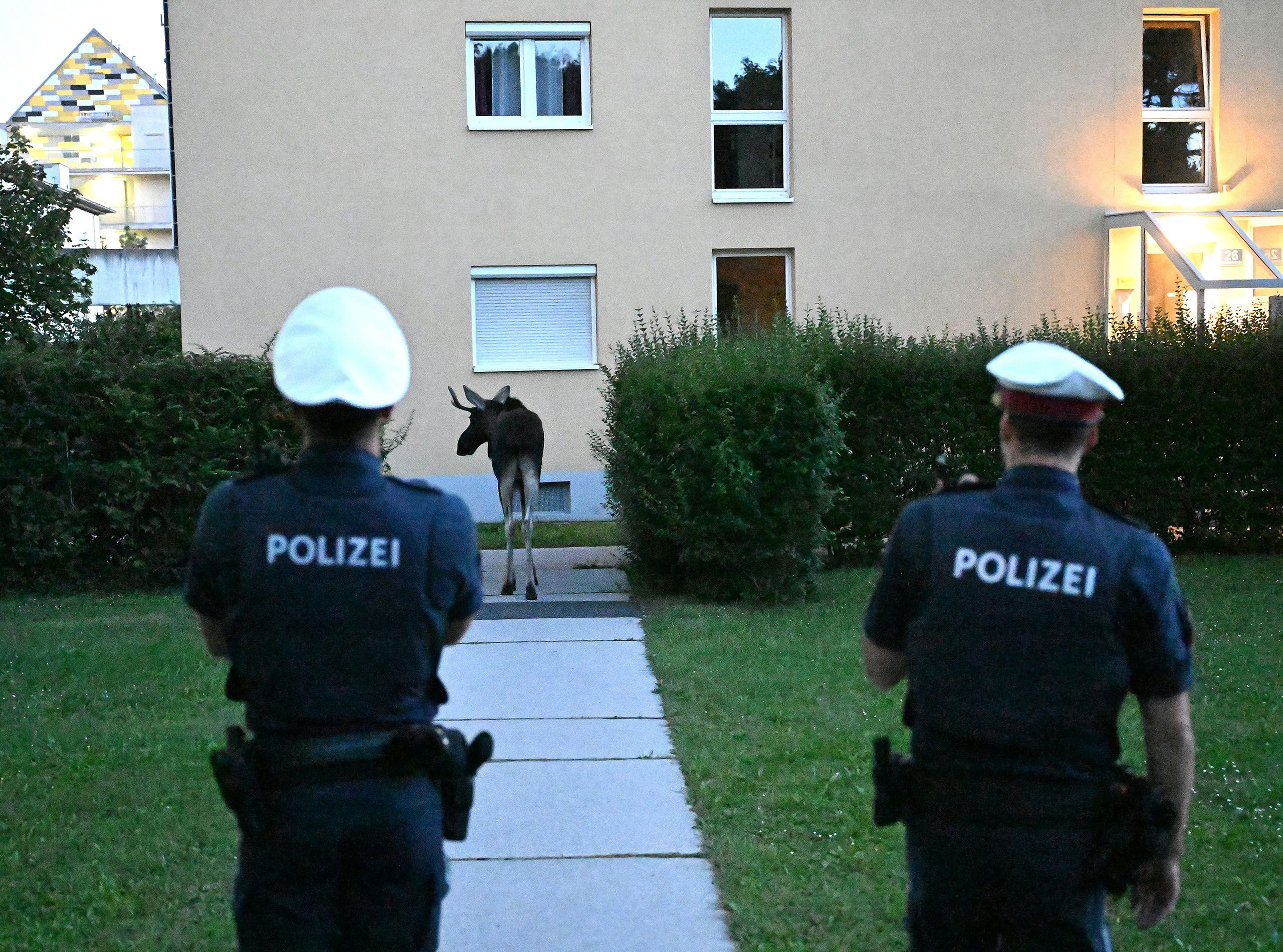Eine Polizistin und ein Polizist blicken auf Elch Emil, der durch eine Wohnanlage spaziert.