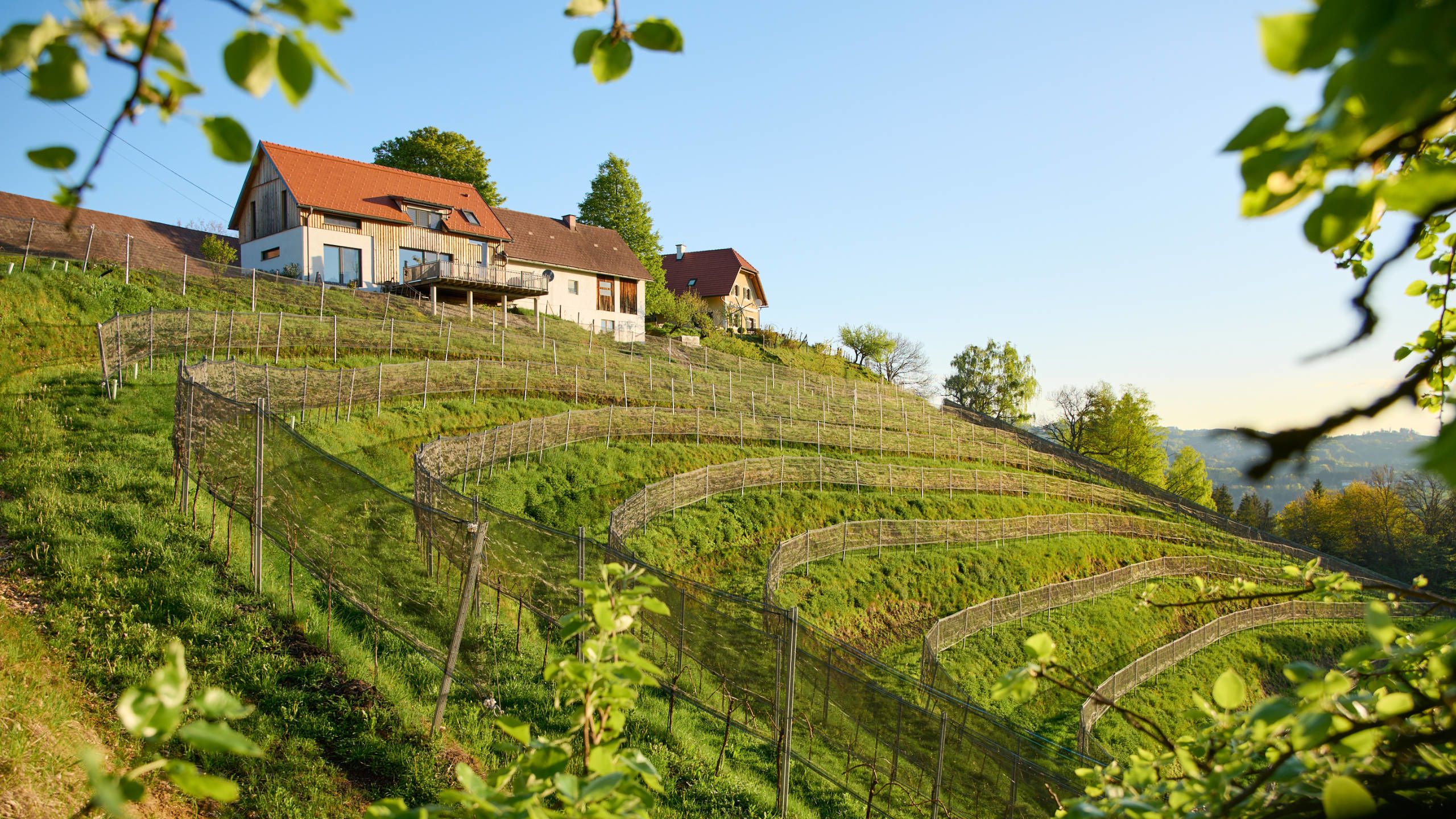 Weingut in der Südsteiermark