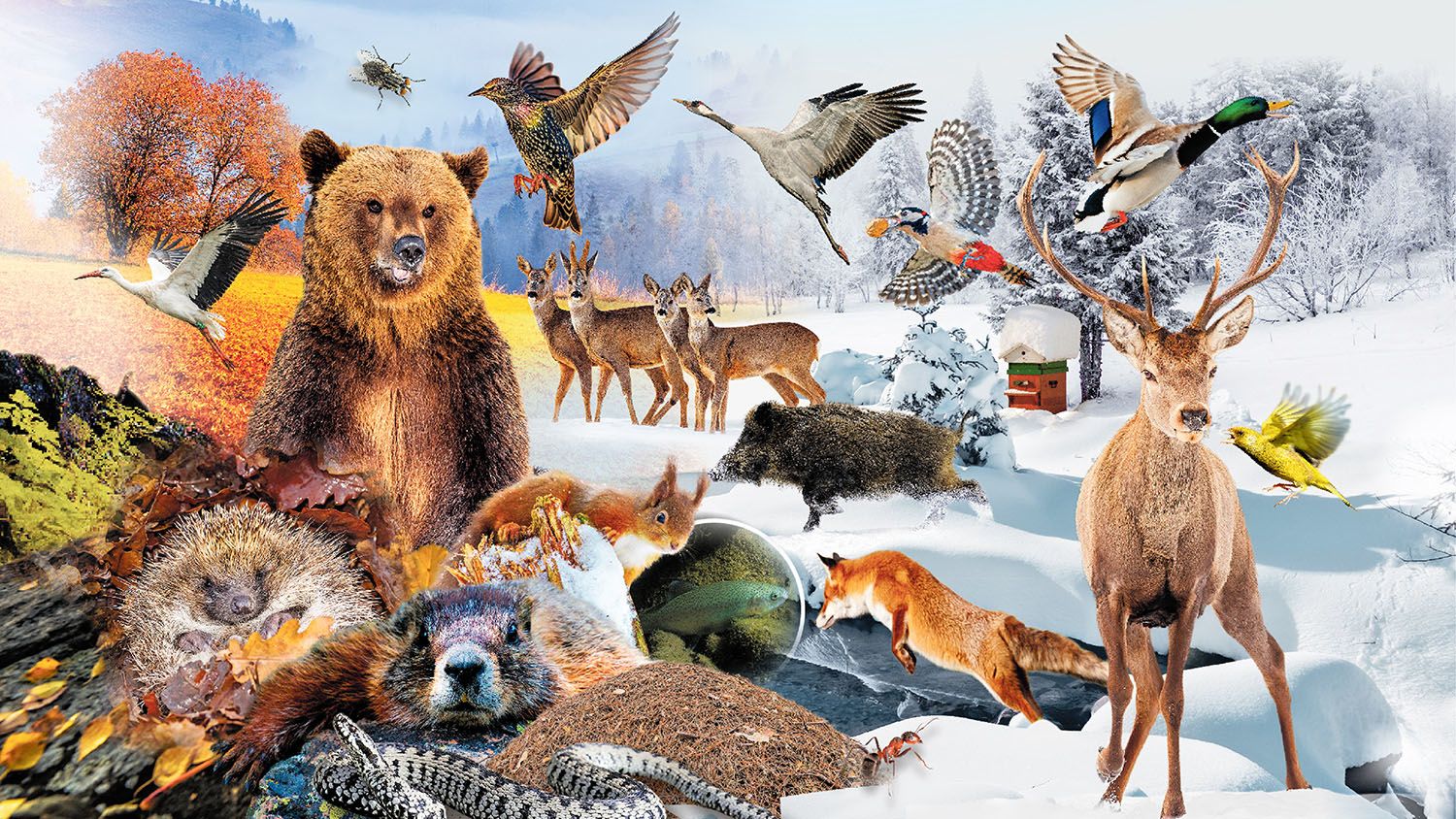 Tiere im Winter: Von Schlafmützen und Vielfliegern